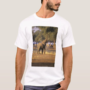 Afrika, Kenia, Masai Mara. Olifant (Loxodonta T-shirt