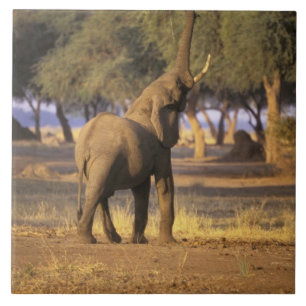 Afrika, Kenia, Masai Mara. Olifant (Loxodonta Tegeltje