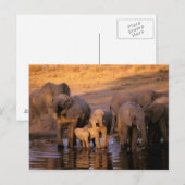 Afrika, Kenia, Masai Mara. Olifanten (Loxodonta) Briefkaart (Voorkant / Achterkant)