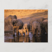 Afrika, Kenia, Masai Mara. Olifanten (Loxodonta) Briefkaart (Voorkant)