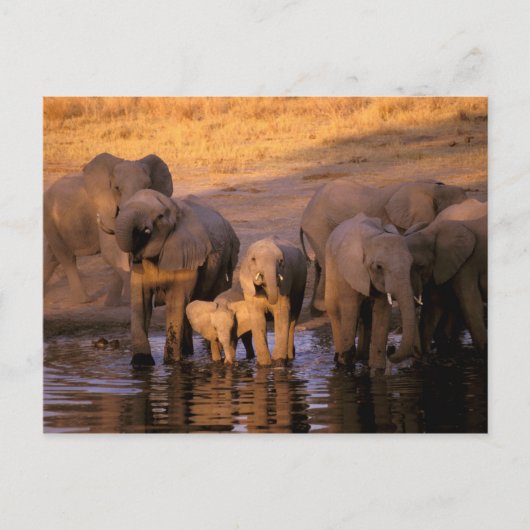 Afrika, Kenia, Masai Mara. Olifanten (Loxodonta) Briefkaart (Voorkant)