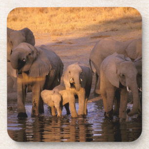 Afrika, Kenia, Masai Mara. Olifanten (Loxodonta Drankjes Onderzetter