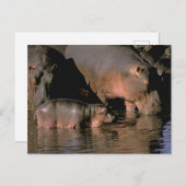 Afrika, Kenia, Masai Mara. Vaak voorkomende hippop Briefkaart (Voorkant / Achterkant)