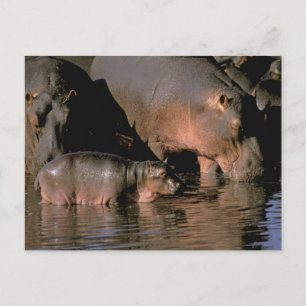 Afrika, Kenia, Masai Mara. Vaak voorkomende hippop Briefkaart