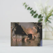Afrika, Kenia, Masai Mara. Vaak voorkomende hippop Briefkaart (Staand voorkant)