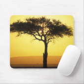 Afrika, Kenia, Masai Mara-wildreservaat, stijgend Muismat (Met muis)