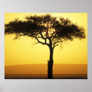 Afrika, Kenia, Masai Mara-wildreservaat, stijgend Poster