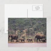 Afrika, Kenia, Nanyuki, Mpala. Afrikaans Briefkaart (Voorkant / Achterkant)