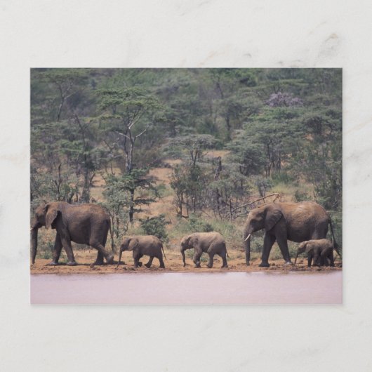 Afrika, Kenia, Nanyuki, Mpala. Afrikaans Briefkaart (Voorkant)