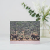 Afrika, Kenia, Nanyuki, Mpala. Afrikaans Briefkaart (Staand voorkant)