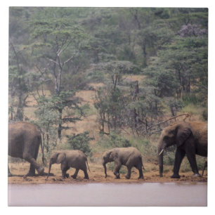 Afrika, Kenia, Nanyuki, Mpala. Afrikaans Tegeltje