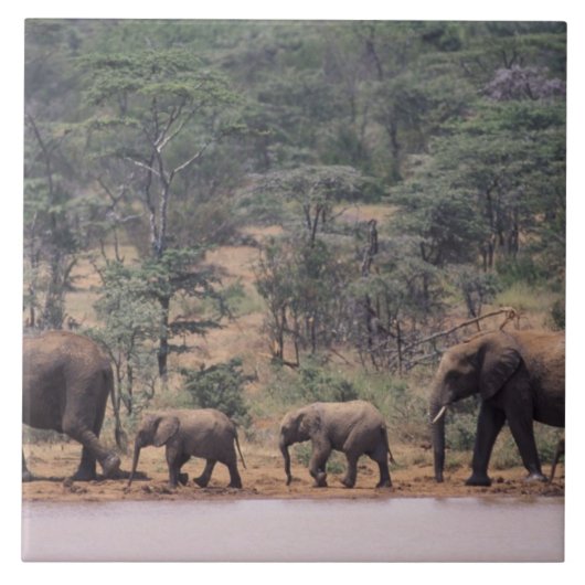 Afrika, Kenia, Nanyuki, Mpala. Afrikaans Tegeltje (Voorkant)