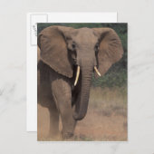 Afrika, Kenia, Nanyuki, Mpala. Afrikaanse olifant. Briefkaart (Voorkant / Achterkant)