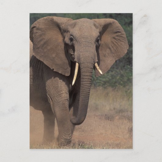 Afrika, Kenia, Nanyuki, Mpala. Afrikaanse olifant. Briefkaart (Voorkant)