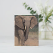 Afrika, Kenia, Nanyuki, Mpala. Afrikaanse olifant. Briefkaart (Staand voorkant)