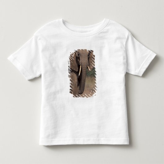Afrika, Kenia, Nanyuki, Mpala. Afrikaanse Olifant. Kinder Shirts (Voorkant)