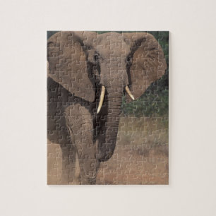 Afrika, Kenia, Nanyuki, Mpala. Afrikaanse olifant. Legpuzzel
