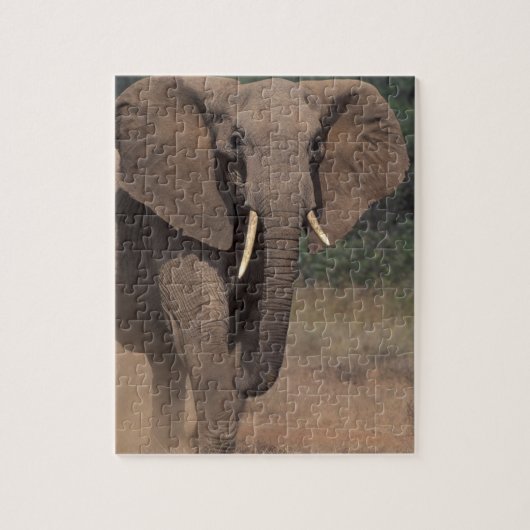 Afrika, Kenia, Nanyuki, Mpala. Afrikaanse olifant. Legpuzzel (Verticaal)