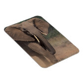 Afrika, Kenia, Nanyuki, Mpala. Afrikaanse olifant. Magneet (Rechterzijde)