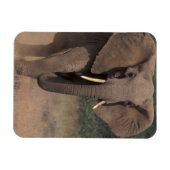 Afrika, Kenia, Nanyuki, Mpala. Afrikaanse olifant. Magneet (Horizontaal)