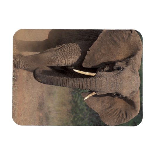 Afrika, Kenia, Nanyuki, Mpala. Afrikaanse olifant. Magneet (Horizontaal)