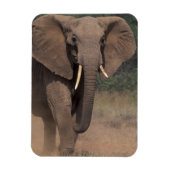 Afrika, Kenia, Nanyuki, Mpala. Afrikaanse olifant. Magneet (Verticaal)
