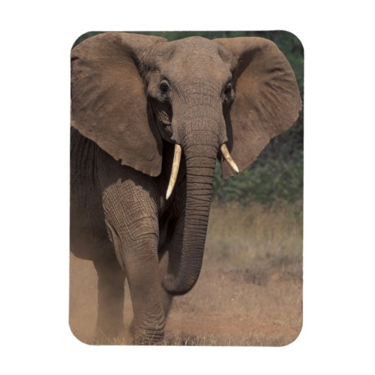 Afrika, Kenia, Nanyuki, Mpala. Afrikaanse olifant. Magneet (Verticaal)
