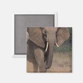 Afrika, Kenia, Nanyuki, Mpala. Afrikaanse Olifant. Magneet (Voorkant / Achterkant)