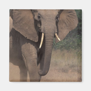 Afrika, Kenia, Nanyuki, Mpala. Afrikaanse Olifant. Magneet