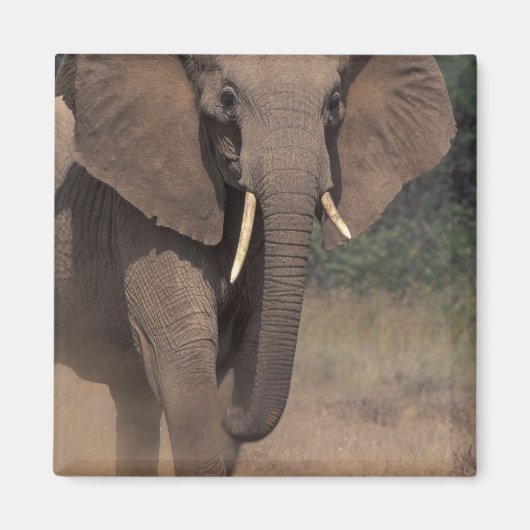 Afrika, Kenia, Nanyuki, Mpala. Afrikaanse Olifant. Magneet (Voorkant)