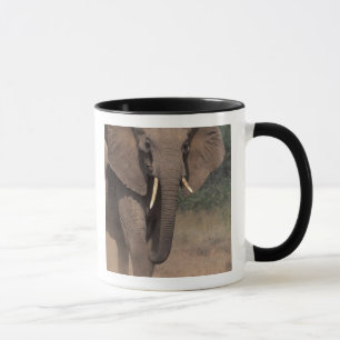 Afrika, Kenia, Nanyuki, Mpala. Afrikaanse Olifant. Mok