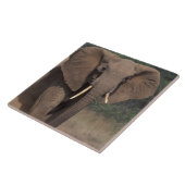 Afrika, Kenia, Nanyuki, Mpala. Afrikaanse olifant. Tegeltje (Zijkant)