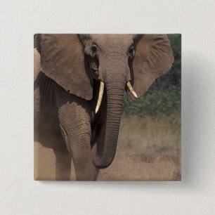 Afrika, Kenia, Nanyuki, Mpala. Afrikaanse Olifant. Vierkante Button 5,1 Cm