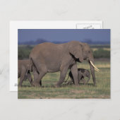 Afrika, Kenia, Nationaal Park Amboseli. Afrikaans Briefkaart (Voorkant / Achterkant)
