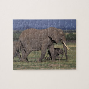 Afrika, Kenia, Nationaal Park Amboseli. Afrikaans  Legpuzzel