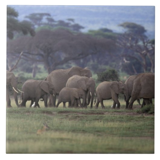 Afrika, Kenia, Nationaal Park Amboseli. Afrikaans  Tegeltje (Voorkant)