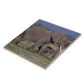 Afrika, Kenia, Nationaal Park Amboseli. Afrikaans Tegeltje (Zijkant)