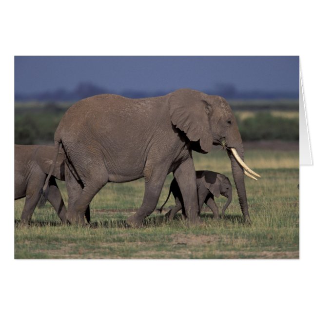 Afrika, Kenia, Nationaal park Amboseli. Afrikaanse (Voorkant Horizontaal)