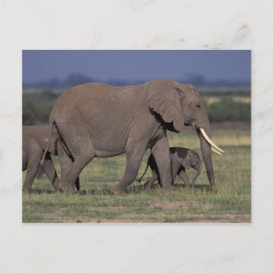 Afrika, Kenia, Nationaal park Amboseli. Afrikaanse Briefkaart