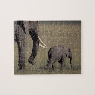 Afrika, Kenia, Nationaal park Amboseli. Afrikaanse Legpuzzel