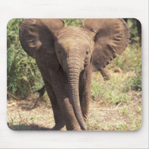 Afrika, Kenia, Nationaal park Amboseli. Afrikaanse Muismat