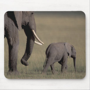 Afrika, Kenia, Nationaal park Amboseli. Afrikaanse Muismat