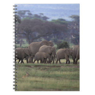 Afrika, Kenia, Nationaal park Amboseli. Afrikaanse Notitieboek