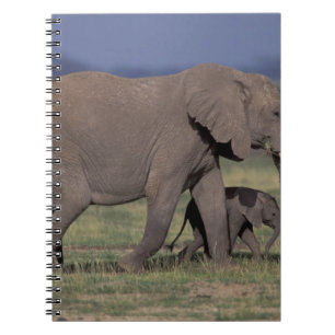 Afrika, Kenia, Nationaal park Amboseli. Afrikaanse Notitieboek