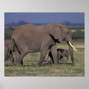 Afrika, Kenia, Nationaal park Amboseli. Afrikaanse Poster