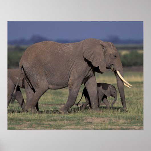 Afrika, Kenia, Nationaal park Amboseli. Afrikaanse Poster (Voorkant)