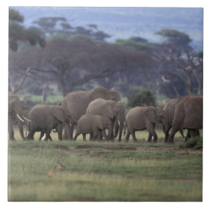 Afrika, Kenia, Nationaal park Amboseli. Afrikaanse Tegeltje