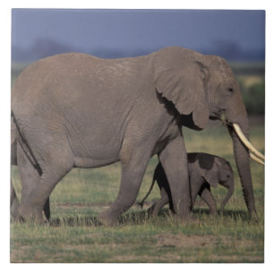 Afrika, Kenia, Nationaal park Amboseli. Afrikaanse Tegeltje