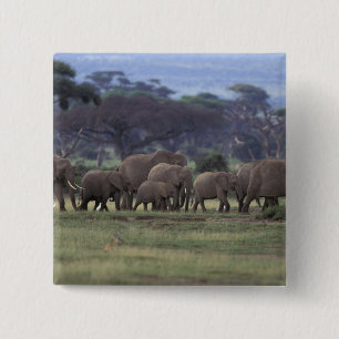 Afrika, Kenia, Nationaal park Amboseli. Afrikaanse Vierkante Button 5,1 Cm
