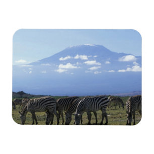 Afrika, Kenia, Nationaal Park Amboseli, beslag van Magneet